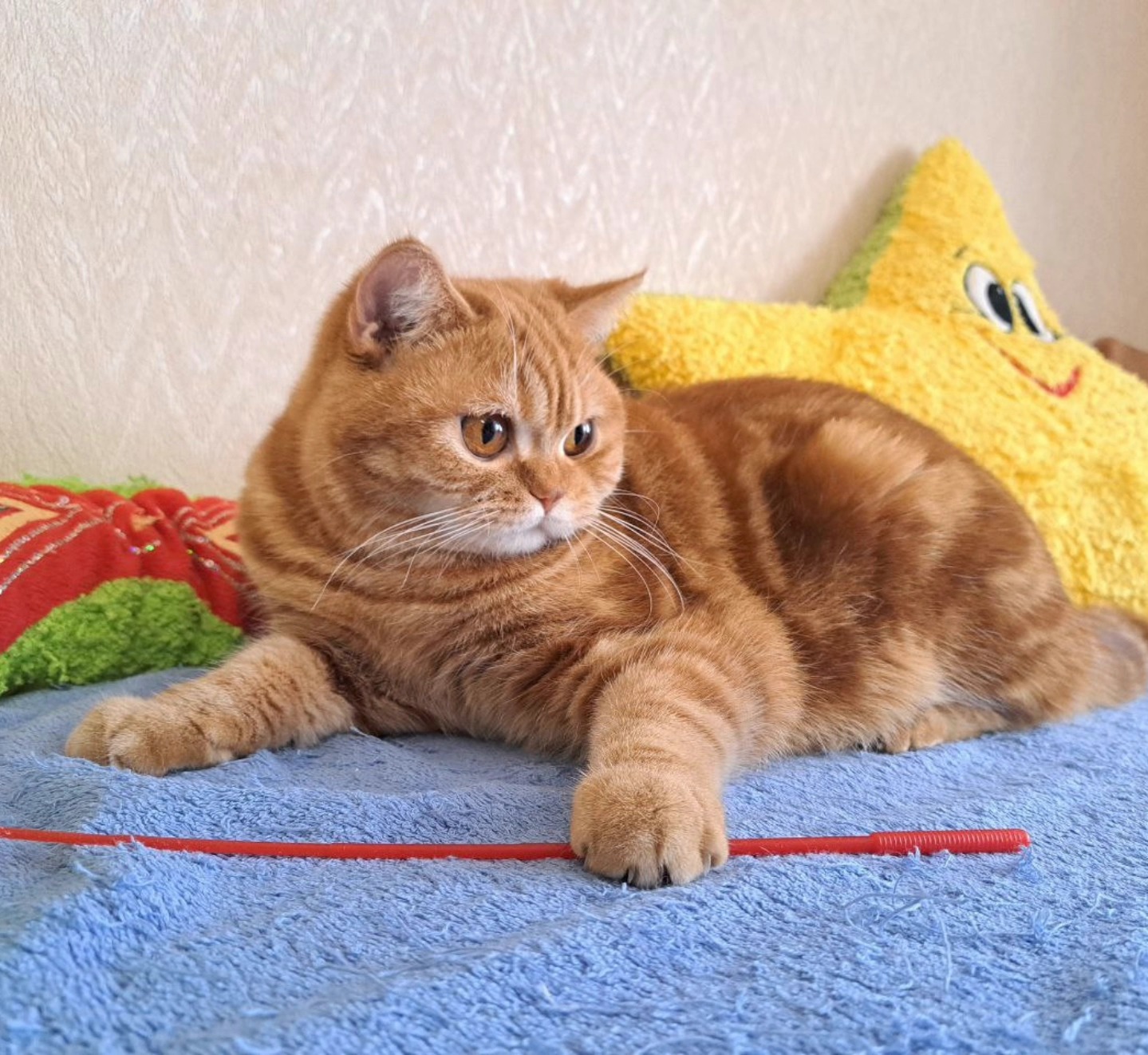 Martini Fancy Tails Elite